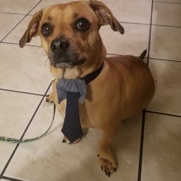 Meet your Posher, Danica - Picture 1 of 1